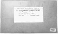 Uromyces minor image